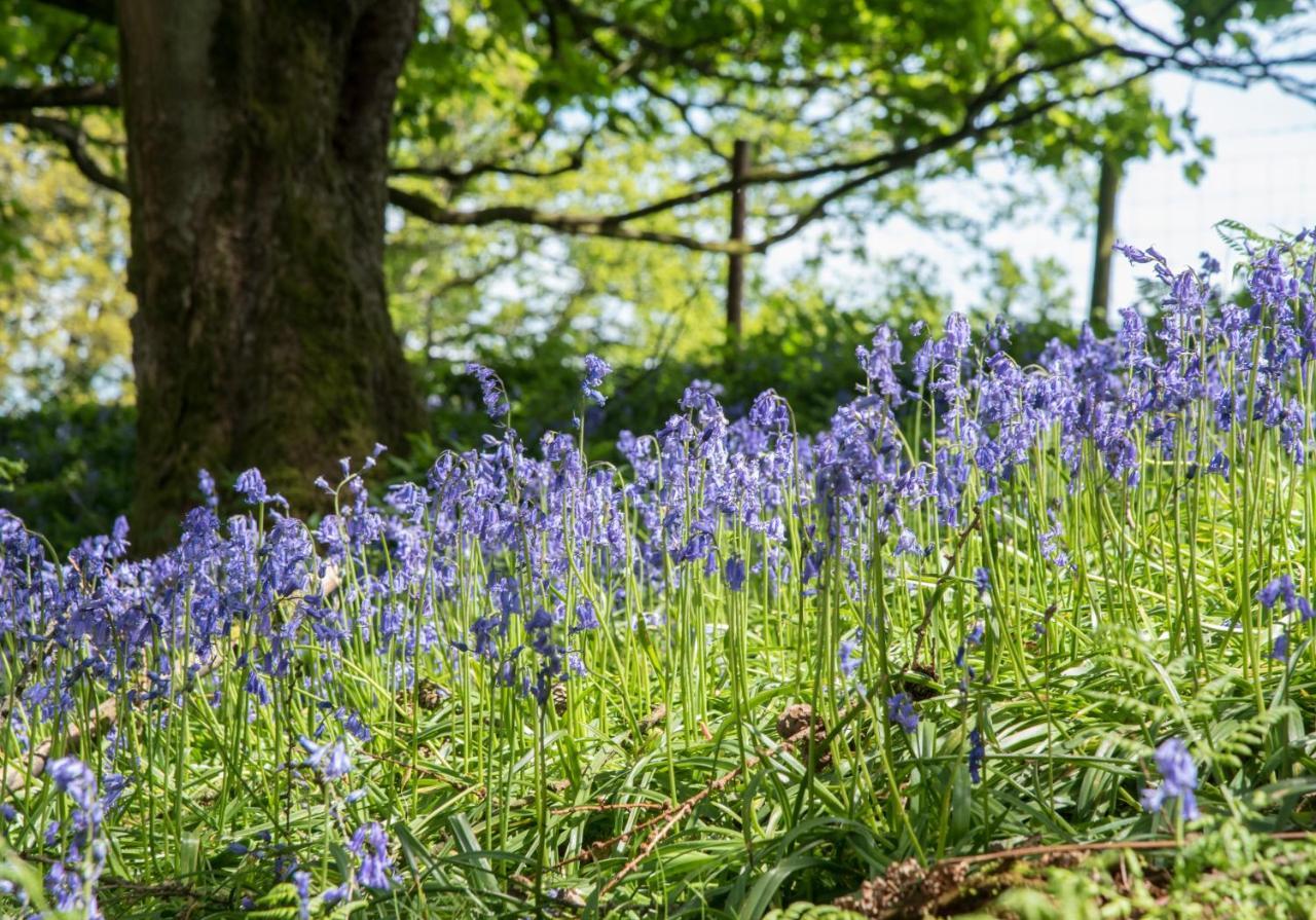 Wydon Farm Bed And Breakfast Haltwhistle Esterno foto